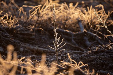 Karla kaplı bitkilerle güzel bir kış sabahı manzarası. Güneş doğarken ilk kar ve don. Kuzey Avrupa 'da kış manzarası.