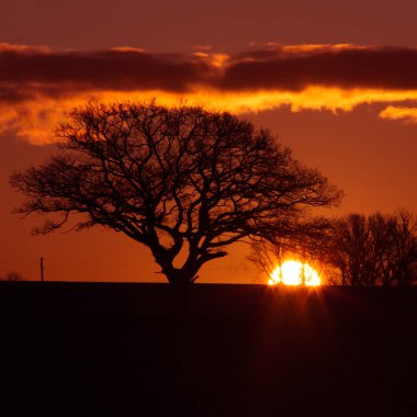 Güneş doğarken sku 'ya karşı güzel bir meşe silueti. Güneş ufuktan yükseliyor. Erken kış manzarası. Sabahları meşe ağaçlarında kış manzarası.