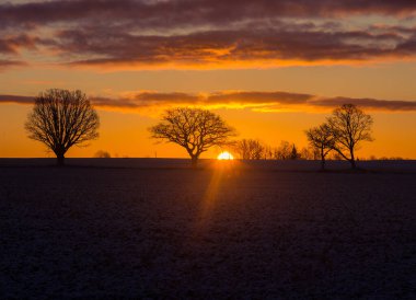 Güneş doğarken sku 'ya karşı güzel bir meşe silueti. Güneş ufuktan yükseliyor. Erken kış manzarası. Sabahları meşe ağaçlarında kış manzarası.