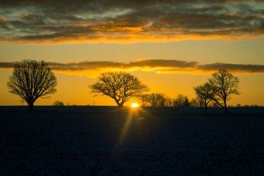 Güneş doğarken sku 'ya karşı güzel bir meşe silueti. Güneş ufuktan yükseliyor. Erken kış manzarası. Sabahları meşe ağaçlarında kış manzarası.