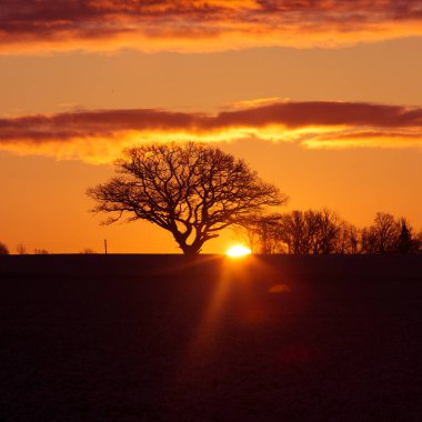 Güneş doğarken sku 'ya karşı güzel bir meşe silueti. Güneş ufuktan yükseliyor. Erken kış manzarası. Sabahları meşe ağaçlarında kış manzarası.