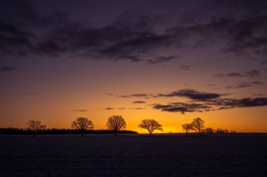 Ufkun yakınında güzel bir meşe ağacı grubu. Güneş doğarken kış manzarası. Ağaç siluetleri rengarenk şafak gökyüzüne karşı.