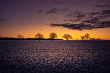 Ufkun yakınında güzel bir meşe ağacı grubu. Güneş doğarken kış manzarası. Ağaç siluetleri rengarenk şafak gökyüzüne karşı.