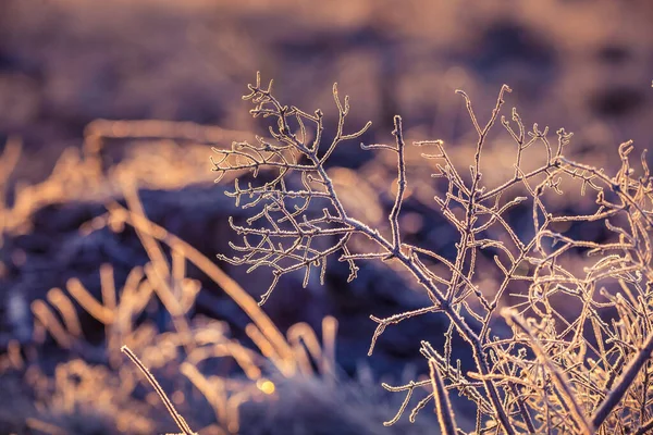 Schöne Winterlandschaft Mit Schneebedeckten Pflanzen Erster Schnee Und Frost Während — Stockfoto