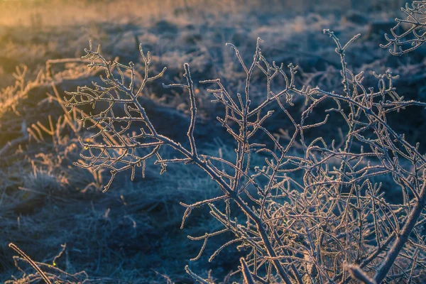 Piękne Zimowe Krajobrazy Pokrytymi Śniegiem Roślinami Pierwszy Śnieg Mróz Podczas — Zdjęcie stockowe