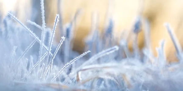 Bela Paisagem Matinal Inverno Com Plantas Cobertas Neve Primeira Neve — Fotografia de Stock