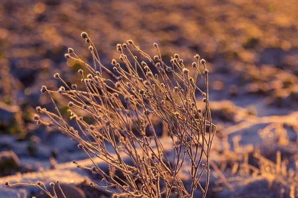 Bela Paisagem Matinal Inverno Com Plantas Cobertas Neve Primeira Neve — Fotografia de Stock