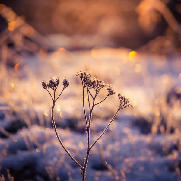 雪に覆われた植物と美しい冬の朝の風景 日の出の間に最初の雪と霜 北ヨーロッパの冬の風景 — ストック写真