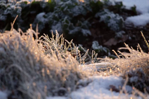 Schöne Winterlandschaft Mit Schneebedeckten Pflanzen Erster Schnee Und Frost Während — Stockfoto