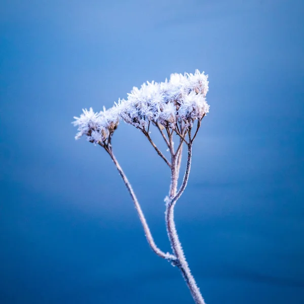 Vacker Vinternatur Med Liten Växt Frusen Dammen Isyta Och Snötäckta — Stockfoto