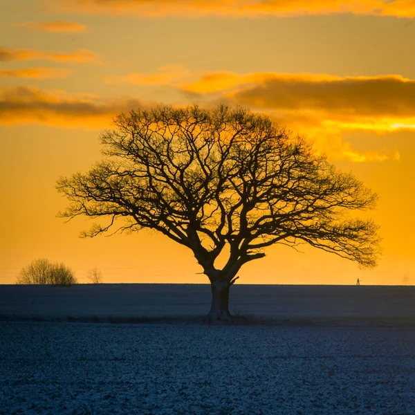 Hermoso Roble Mañana Invierno Antes Del Amanecer Paisaje Invierno Temprano — Foto de Stock