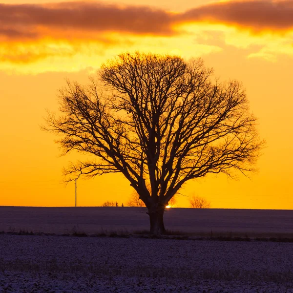 A beautiful single oak tree in the winter morning before the sunrise. Early winter scenery during dawn. Oak tree silhouette against the colorful sunrise sky.