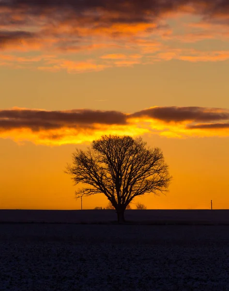 Hermoso Roble Mañana Invierno Antes Del Amanecer Paisaje Invierno Temprano — Foto de Stock