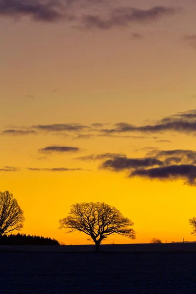 Hermoso Roble Mañana Invierno Antes Del Amanecer Paisaje Invierno Temprano — Foto de Stock