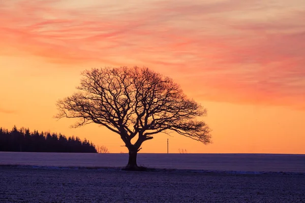 Hermoso Roble Mañana Invierno Antes Del Amanecer Paisaje Invierno Temprano — Foto de Stock