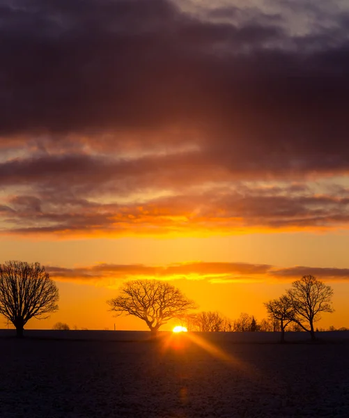 Beautiful Oak Silhouettes Sku Sunrise Sun Rising Horizon Early Winter — Stock Photo, Image