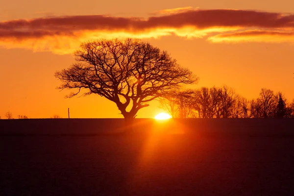 Eine Schöne Eichensilhouette Sonnenaufgang Gegen Die Sku Die Sonne Geht — Stockfoto