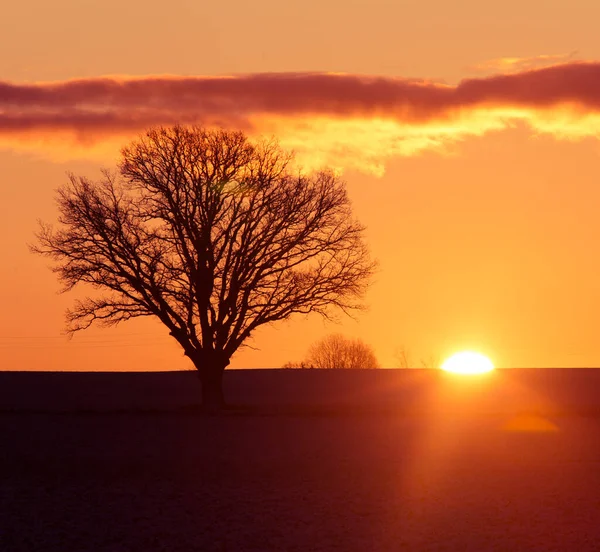 Unas Hermosas Siluetas Roble Contra Sku Durante Amanecer Sol Está — Foto de Stock