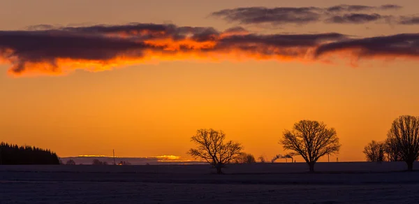 Beautiful Group Bare Oak Trees Horizon Early Winter Landscape Sunrise — Stock Photo, Image