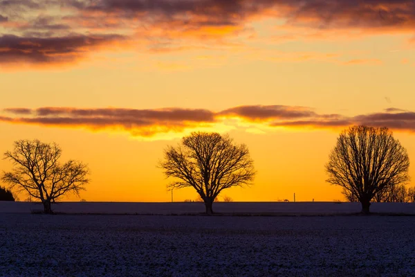 Beau Groupe Chênes Nus Près Horizon Paysage Début Hiver Lever — Photo