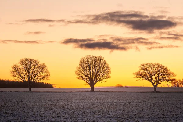 Egy Gyönyörű Csupasz Tölgyfa Csoport Horizont Közelében Kora Téli Táj — Stock Fotó