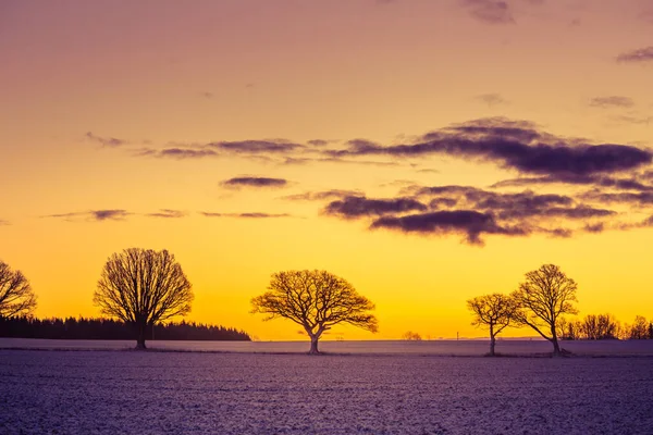 Hermoso Grupo Robles Desnudos Cerca Del Horizonte Paisaje Invierno Temprano — Foto de Stock