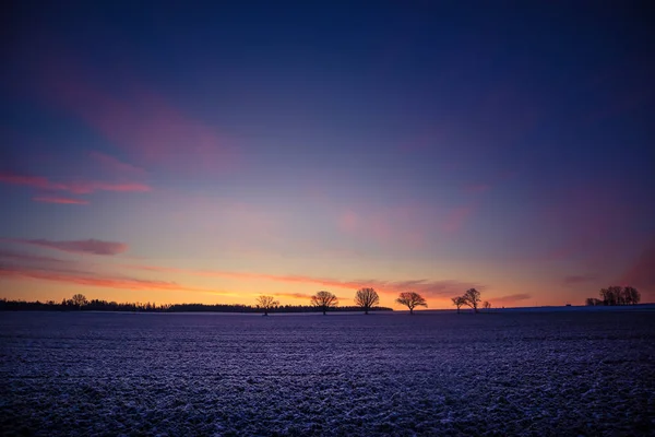 Hermoso Grupo Robles Desnudos Cerca Del Horizonte Paisaje Invierno Temprano — Foto de Stock