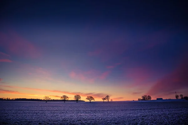 Красивая Группа Голых Дубов Горизонта Ранний Зимний Пейзаж Восходе Солнца — стоковое фото