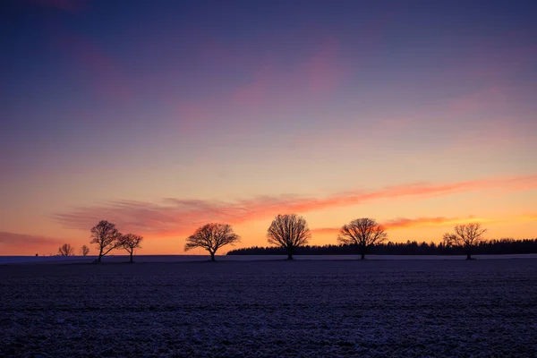 Hermoso Grupo Robles Desnudos Cerca Del Horizonte Paisaje Invierno Temprano — Foto de Stock