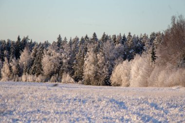 Ormanın güzel bir kış manzarası. Kuzey Avrupa 'daki ilk kar. Ormanda karla kaplı ağaçların manzarası.