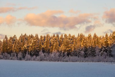 Ormanın güzel bir kış manzarası. Kuzey Avrupa 'daki ilk kar. Ormanda karla kaplı ağaçların manzarası.
