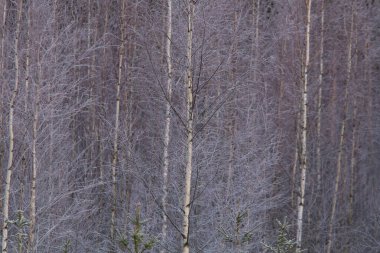 Ormanın güzel bir kış manzarası. Kuzey Avrupa 'daki ilk kar. Ormanda karla kaplı ağaçların manzarası.
