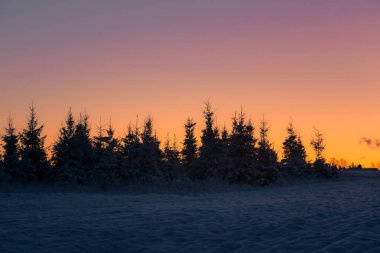 Güzel bir köknar ağacı silueti şafak vakti gökyüzüne karşı. Güneş doğarken kış manzarası. Kuzey Avrupa 'nın kış sabahı manzarası.
