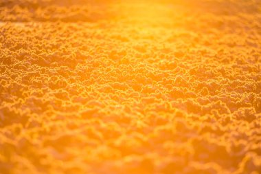 Kuzey Avrupa 'daki tahıl tarlalarını kaplayan kar sabah manzarası. Tarım alanında ilk kar. Güneşin doğuşu boyunca Parlak sabah manzarası.