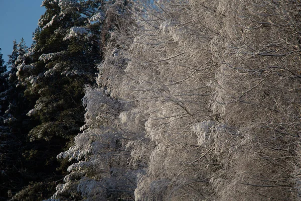 Прекрасний Зимовий Пейзаж Лісу Перший Сніг Північній Європі Сцени Засніженими — стокове фото