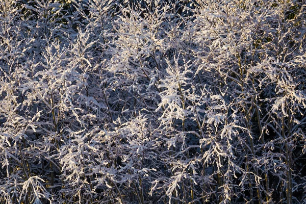 Piękny Zimowy Krajobraz Lasu Pierwszy Śnieg Europie Północnej Krajobrazy Pokrytymi — Zdjęcie stockowe