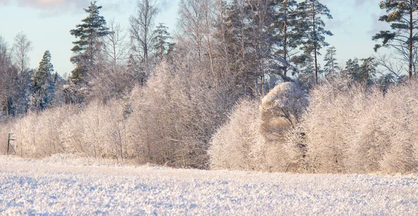 Прекрасный Зимний Пейзаж Леса Первый Снег Северной Европе Пейзаж Заснеженными — стоковое фото