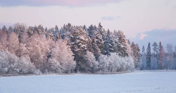 Hermoso Paisaje Invernal Bosque Primera Nieve Norte Europa Paisaje Con —  Fotos de Stock