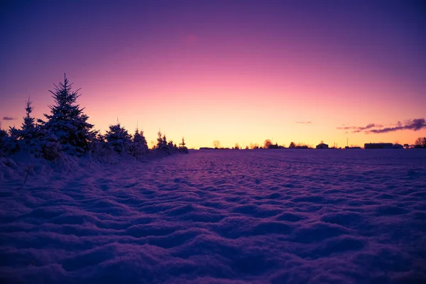 Uma Bela Silhueta Abeto Contra Céu Amanhecer Cenário Inverno Cedo — Fotografia de Stock