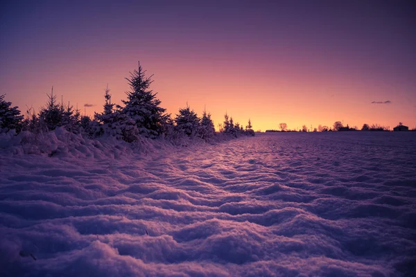 Een Prachtige Dennenboom Silhouetten Tegen Dageraad Lucht Vroeg Winter Landschap — Stockfoto