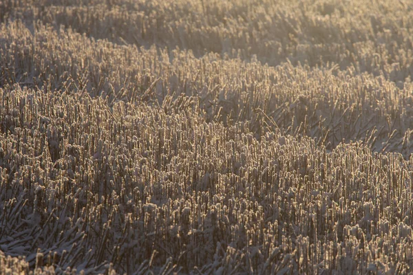Eine Morgenlandschaft Aus Schneebedeckten Getreidefeldern Nordeuropa Erster Schnee Auf Dem — Stockfoto