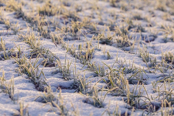 Paesaggio Mattutino Campi Grano Innevati Nel Nord Europa Prima Neve — Foto Stock