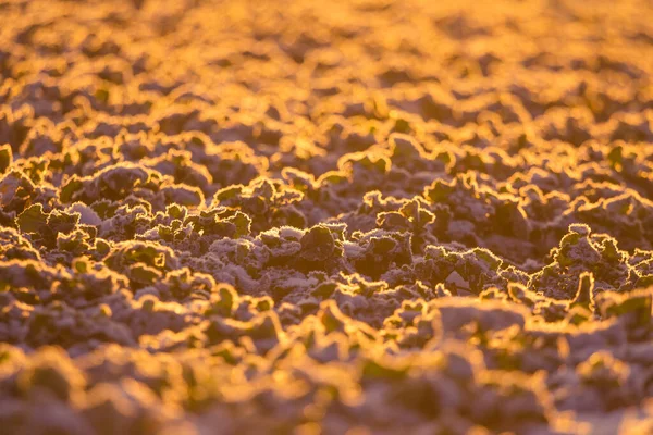 北ヨーロッパでは雪に覆われた穀物畑の朝の風景 農業分野で最初の雪 日の出の明るい朝の風景 — ストック写真
