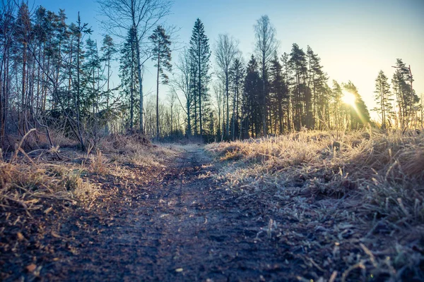 Beau Paysage Début Hiver Une Petite Clairière Forestière Lever Soleil — Photo