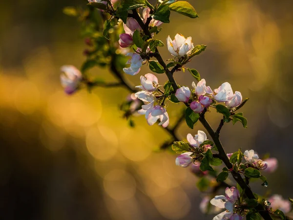 Bellissimo Melo Fiorisce Sui Rami Vecchio Albero Scena Primaverile Frutteti — Foto Stock