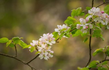Yaşlı bir ağacın dallarında güzel bir elma ağacı çiçeği. Terk edilmiş bahçelerin bahar manzarası. Kuzey Avrupa 'da çiçek açan meyve ağacı.