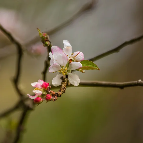 古い木の枝に美しいリンゴの木の花 放棄された果樹園の春の風景 北ヨーロッパでの果実木の開花 — ストック写真