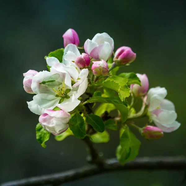 Beautiful Apple Tree Flowers Branches Old Tree Spring Sceney Abandoned — Stock Photo, Image