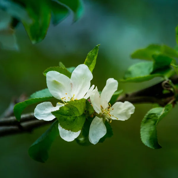 Beautiful Apple Tree Flowers Branches Old Tree Spring Sceney Abandoned — Stock Photo, Image