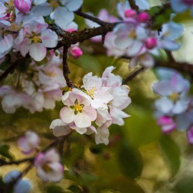 Yaşlı bir ağacın dallarında güzel bir elma ağacı çiçeği. Terk edilmiş bahçelerin bahar manzarası. Kuzey Avrupa 'da çiçek açan meyve ağacı.